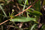 Arrowleaf tearthumb